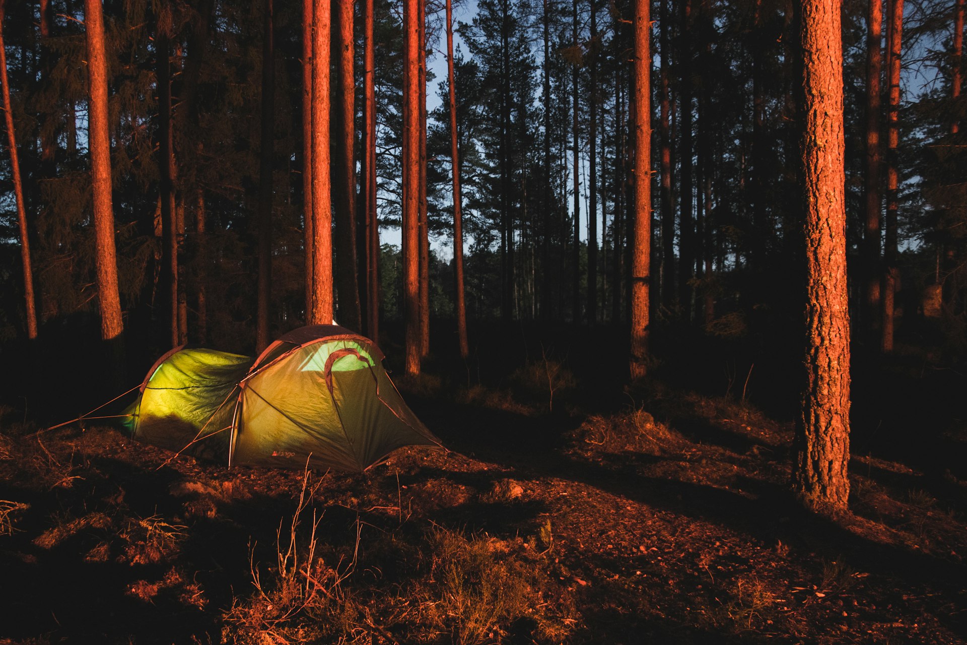 Camping in Schweden: zwei Zelte im Kiefernwald von Kolmården im Abendlicht