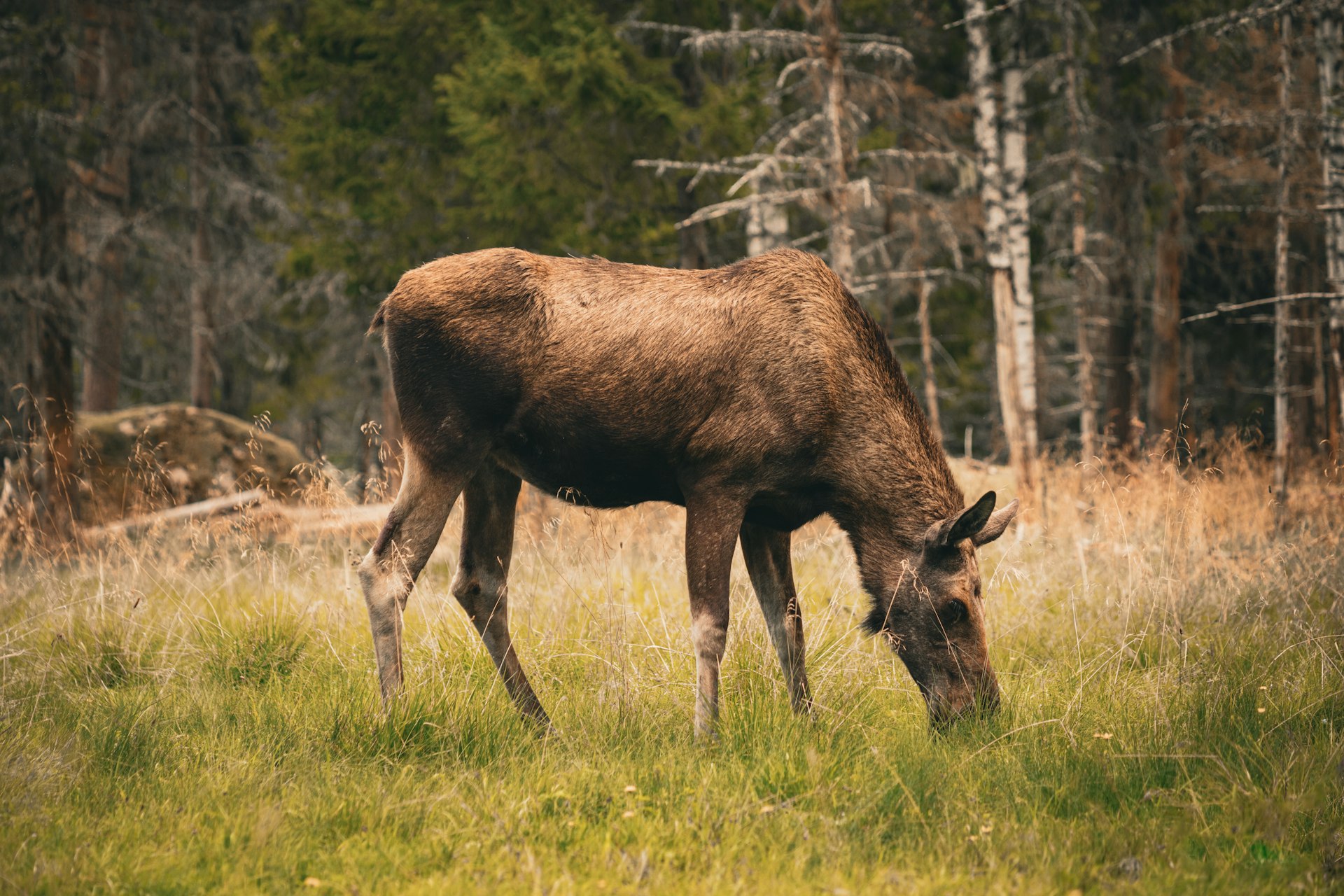 Elchkuh grast auf einer Wiese am Waldrand, Elche in Schweden