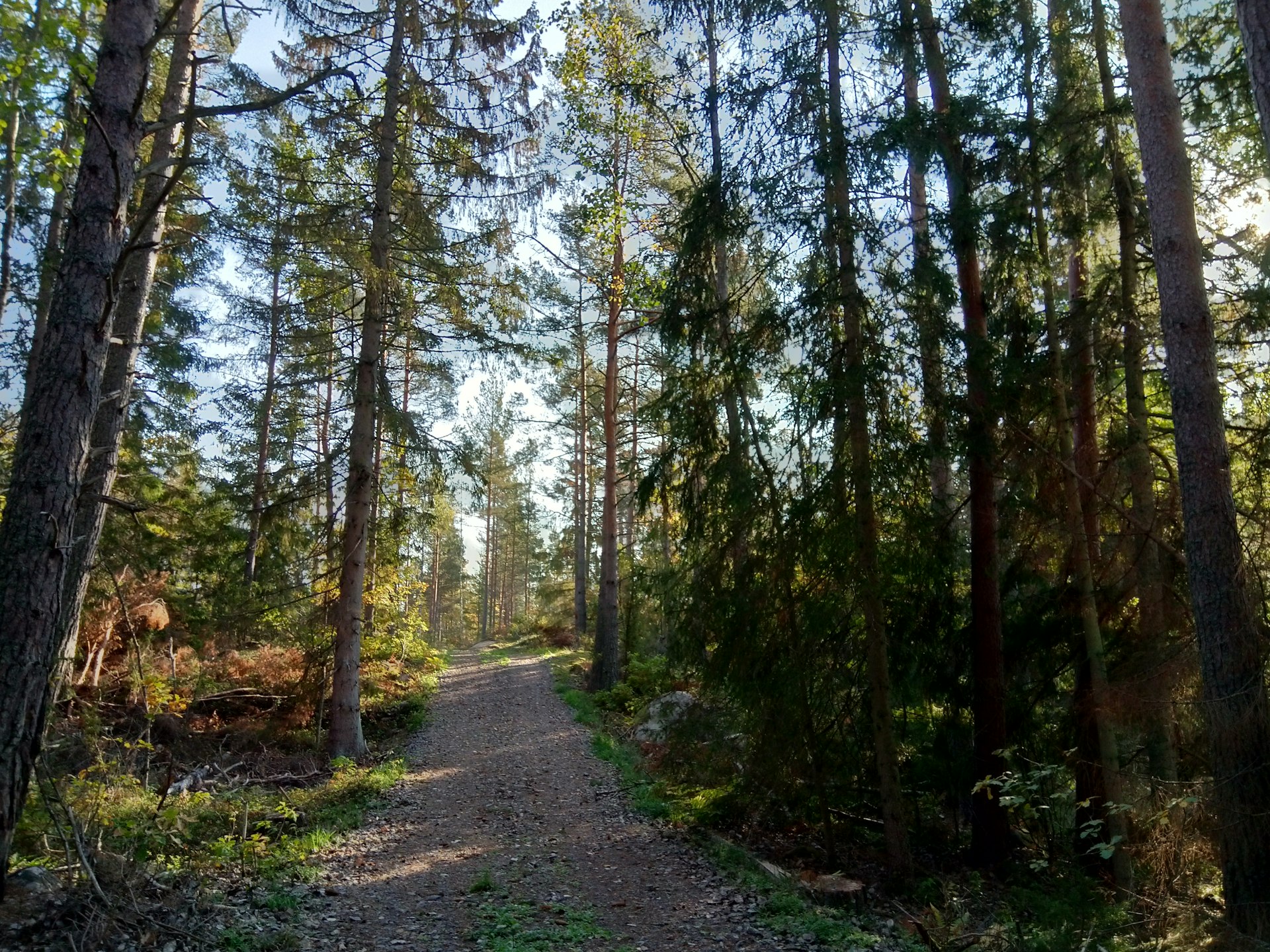 Schotterweg durch einen Kiefernwald bei Figeholm, wo das Jedermannsrecht in Schweden das freie Wandern erlaubt