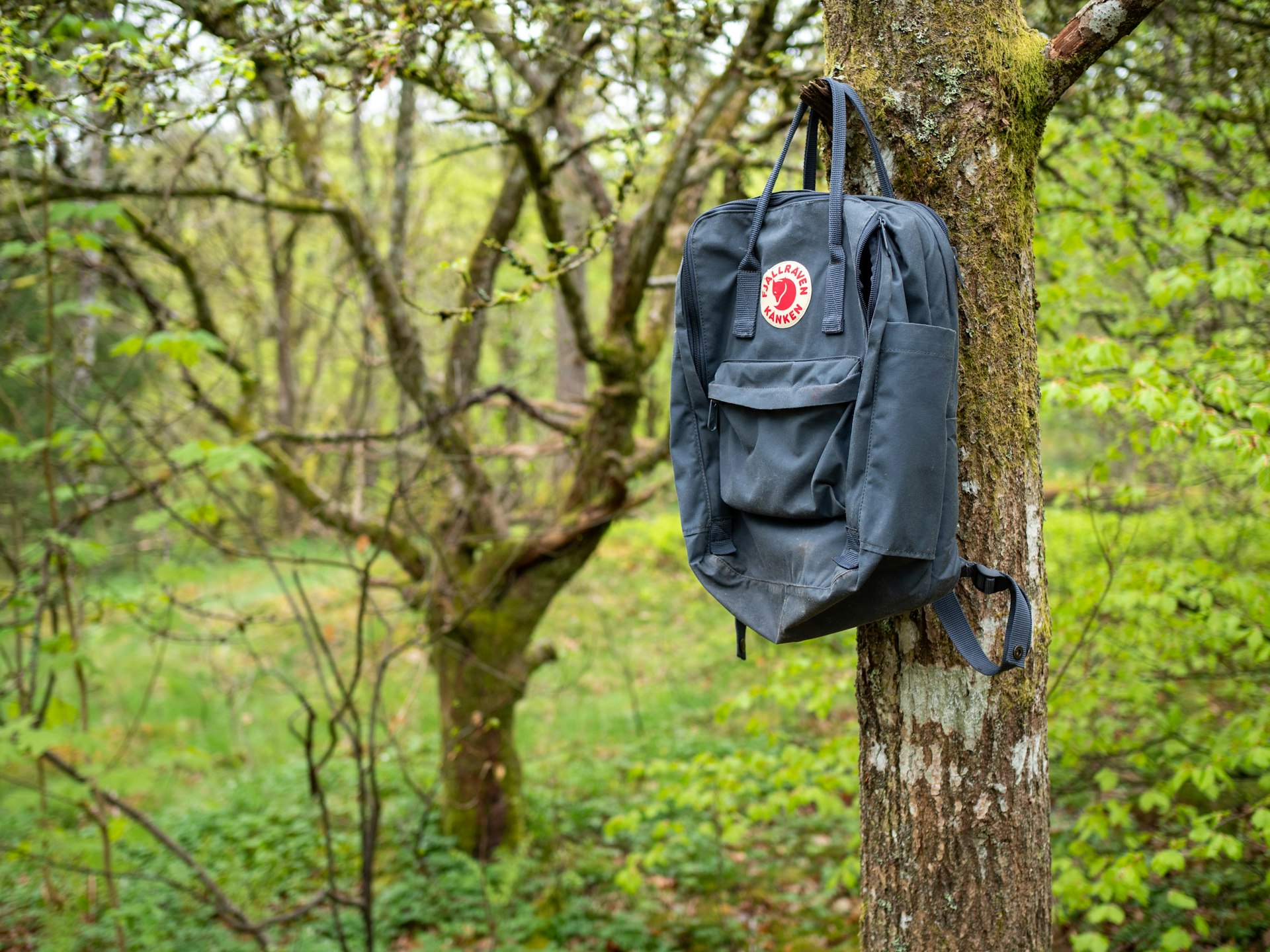 Rucksack an einem Baum im schwedischen Frühlingswald, Symbolbild für die Packliste zum Schweden-Urlaub