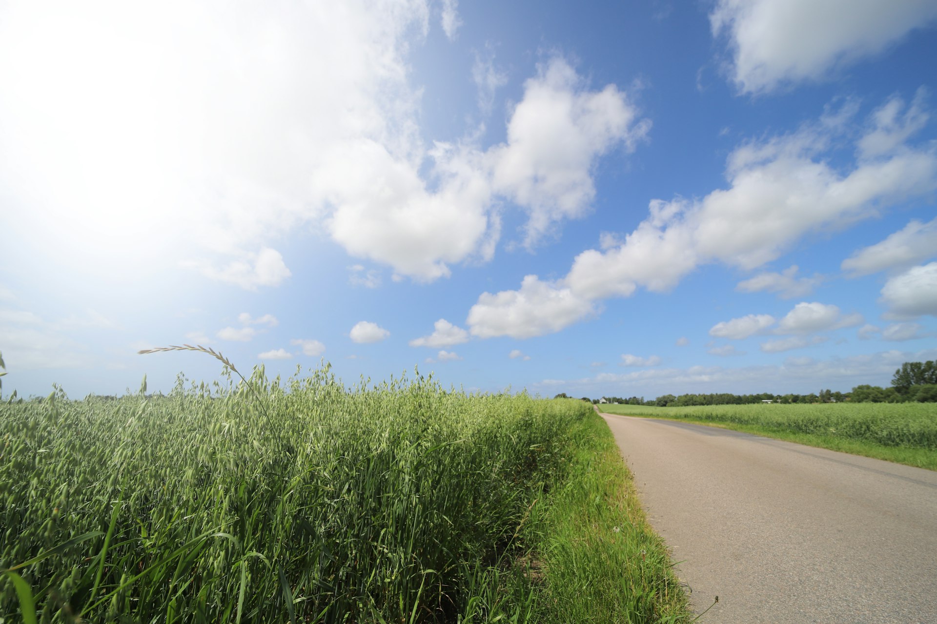Roadtrip Südschweden: Landstraße zwischen Feldern bei Helsingborg in Skåne im Sommer