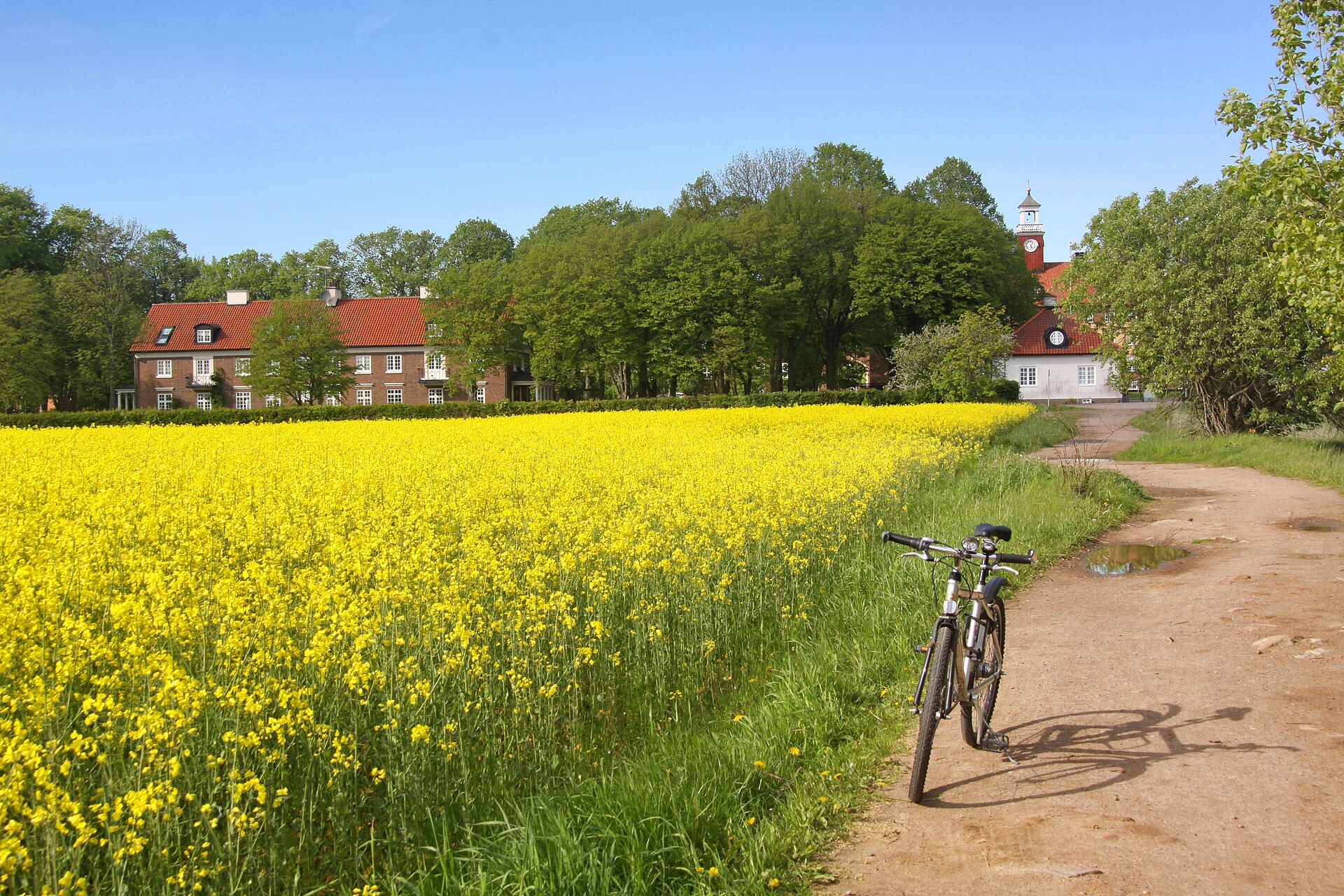 Schweden Wetter im Frühsommer: blühendes Rapsfeld beim Mariapark vor Helsingborg in Skåne unter blauem Himmel