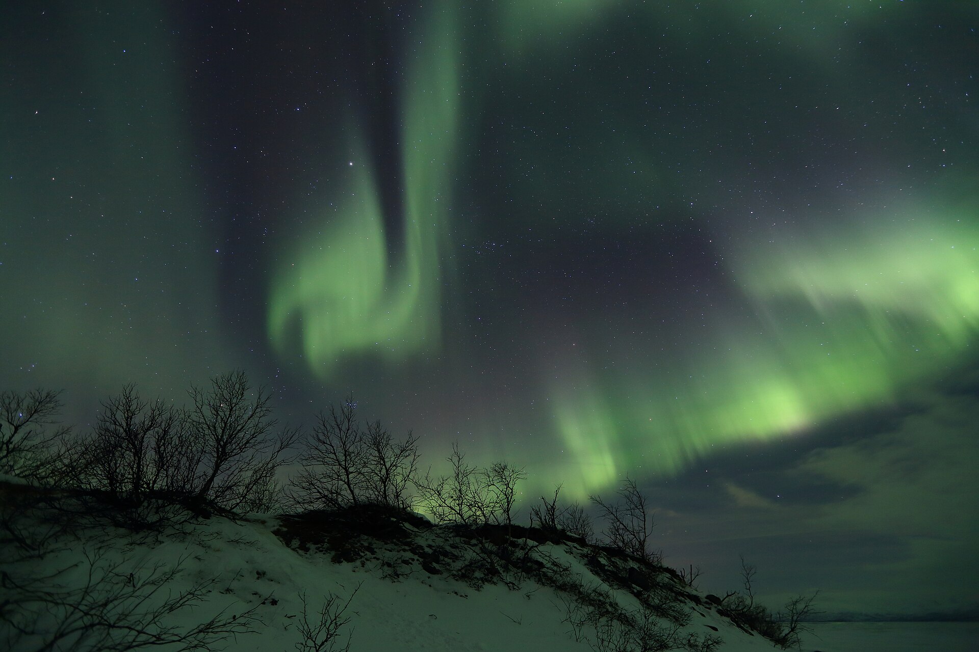 Grünes Polarlicht über einem verschneiten Hügel mit kahlen Birken im Abisko Nationalpark am Torneträsk
