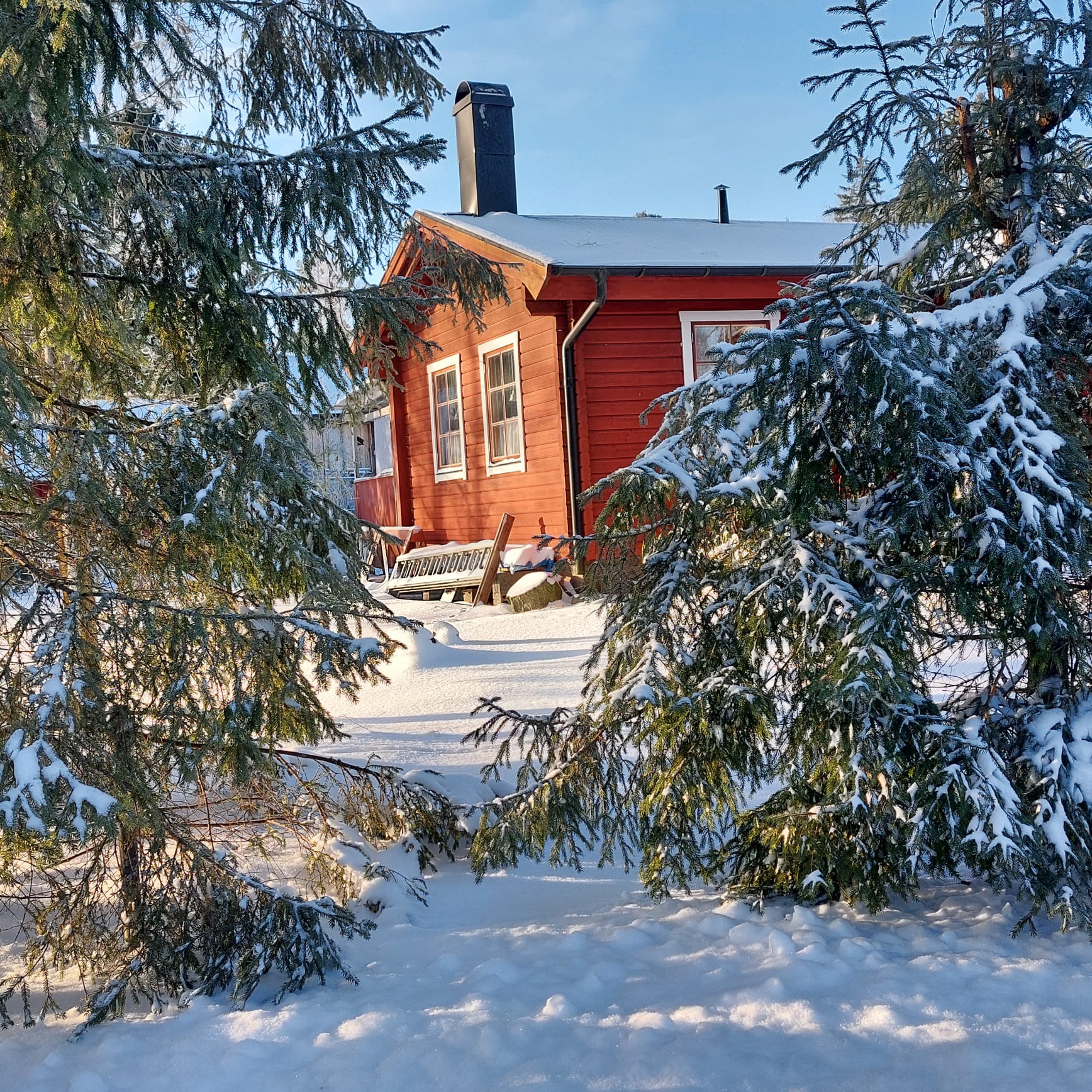 Rotes Holzhaus im Schnee zwischen verschneiten Tannen in Blekinge, Schweden