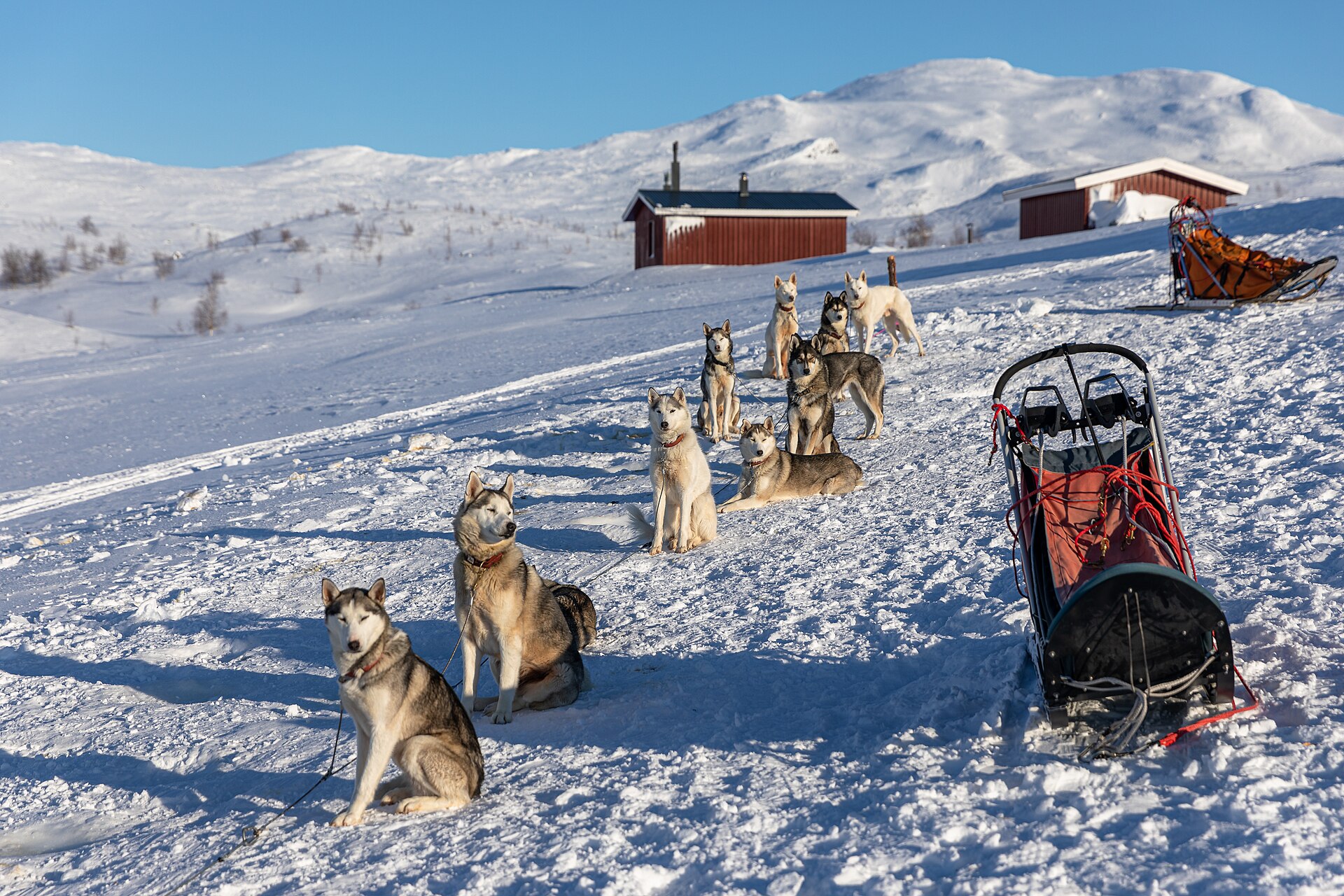 Husky-Tour in Lappland: Huskys sitzen angeleint im Schnee neben zwei Hundeschlitten, dahinter rote Hütten und verschneites Fjäll bei Mavas
