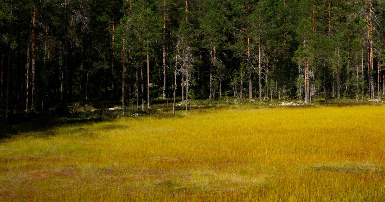 Schweden Nationalparks: Kiefernwald und goldenes Moor in Schweden
