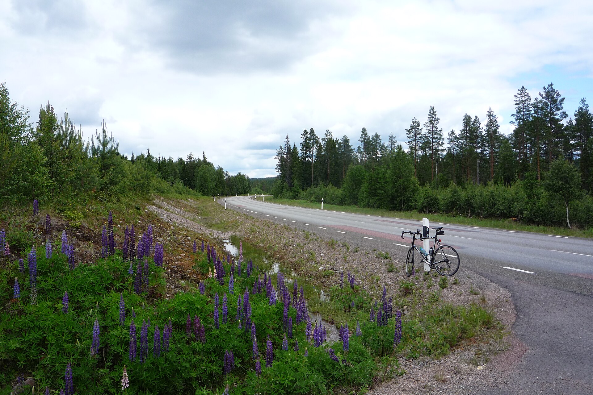 Rundreise Schweden mit dem Auto: die E45 zwischen Värnäs und Malung im Sommer, links blühende Lupinen, rechts Kiefernwald und ein abgestelltes Fahrrad am Straßenrand